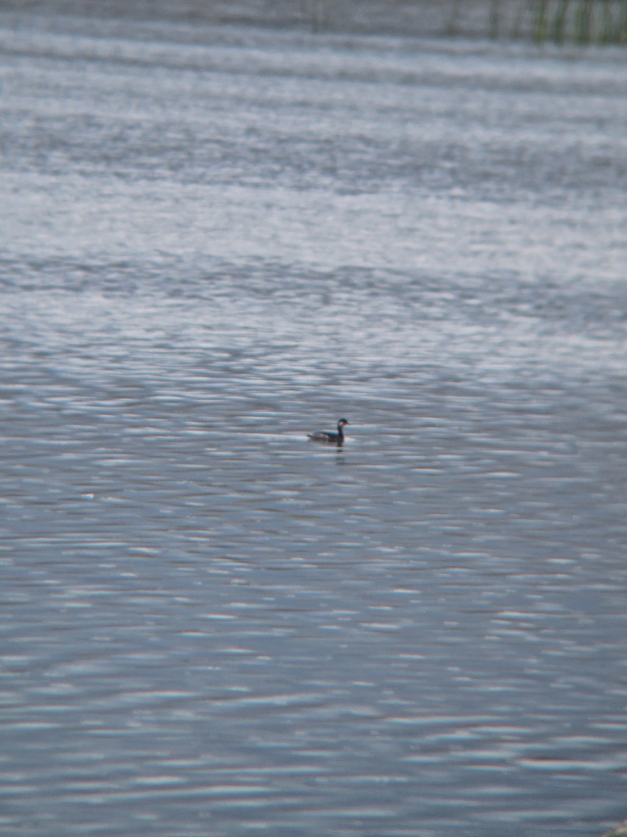 Eared Grebe - ML642323106