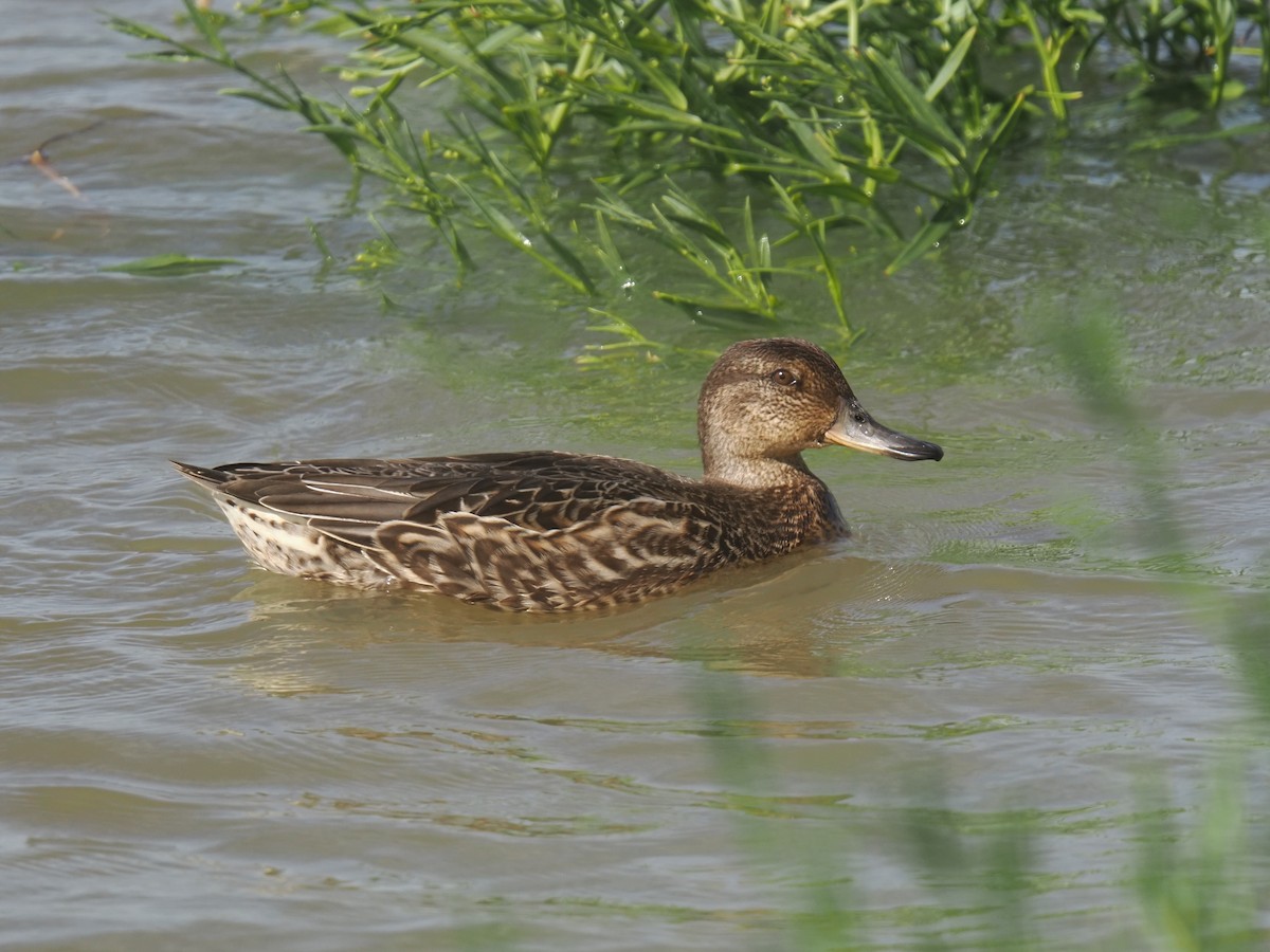 plovavá kachna sp. - ML642323142