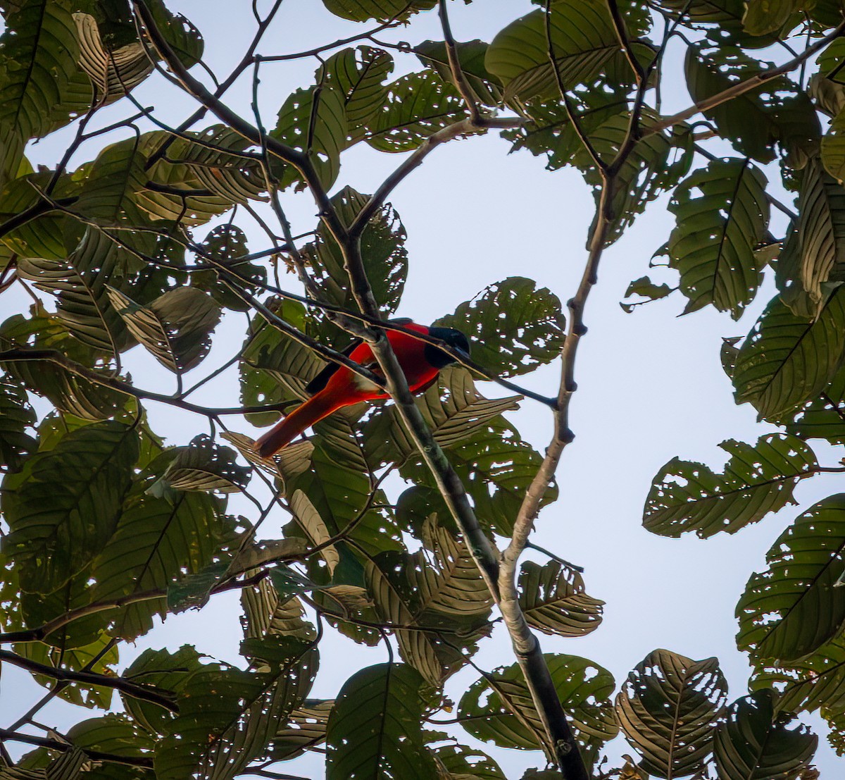 Fiery Minivet - ML642323184