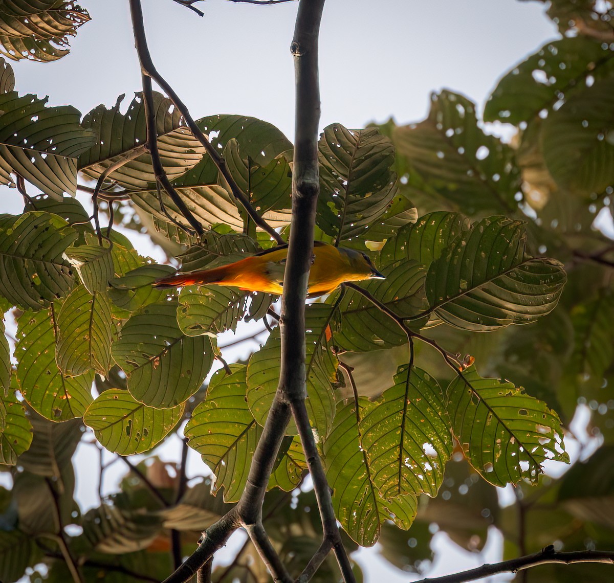Fiery Minivet - ML642323186
