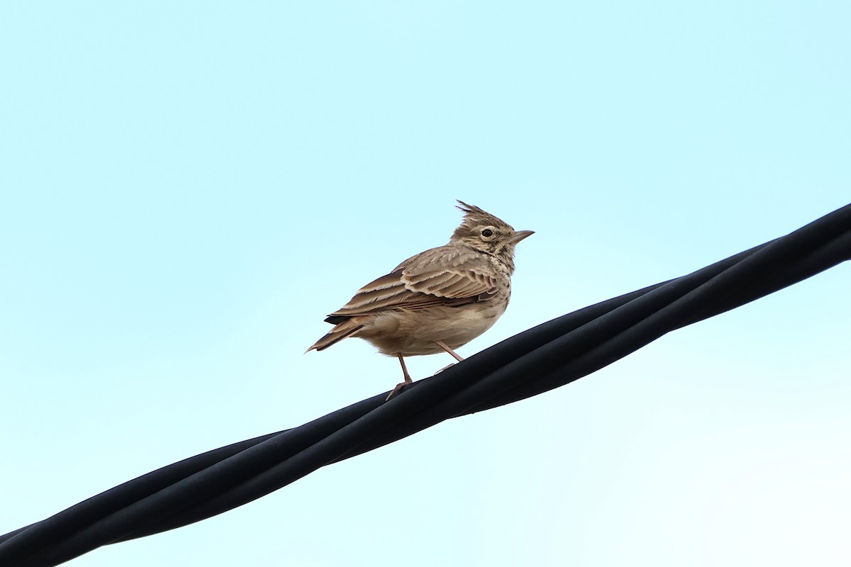 Thekla's/Crested Lark - ML642323187