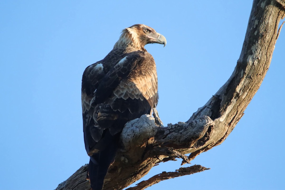 Aigle d'Australie - ML642323197
