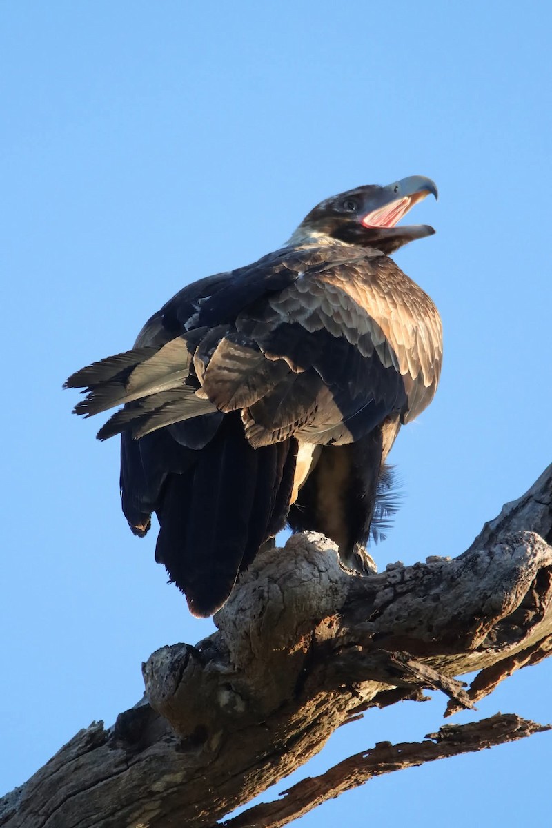 Aigle d'Australie - ML642323200