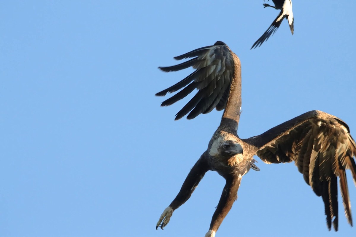 Aigle d'Australie - ML642323206