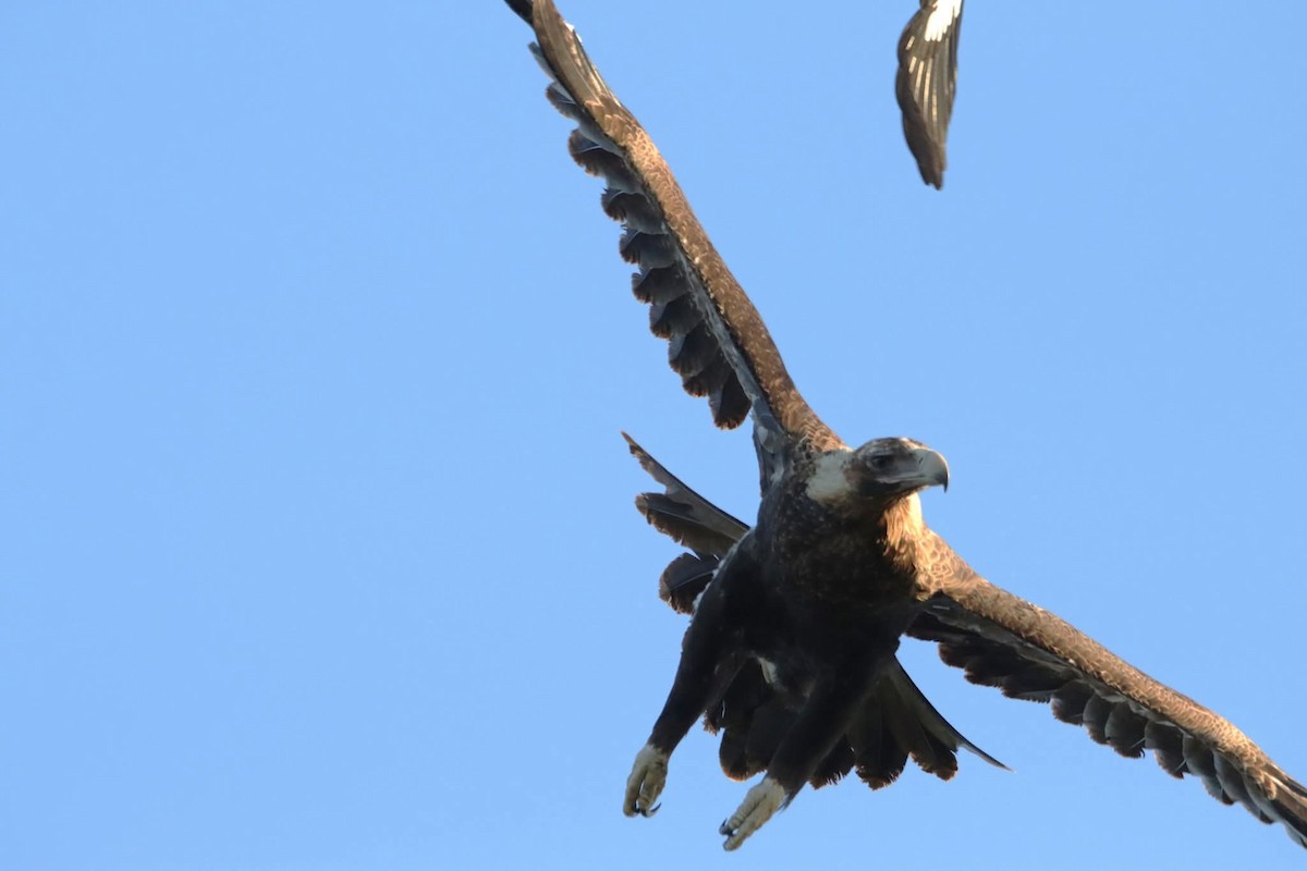 Aigle d'Australie - ML642323211
