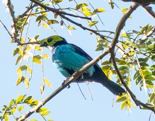 Paradise Tanager - ML642323212