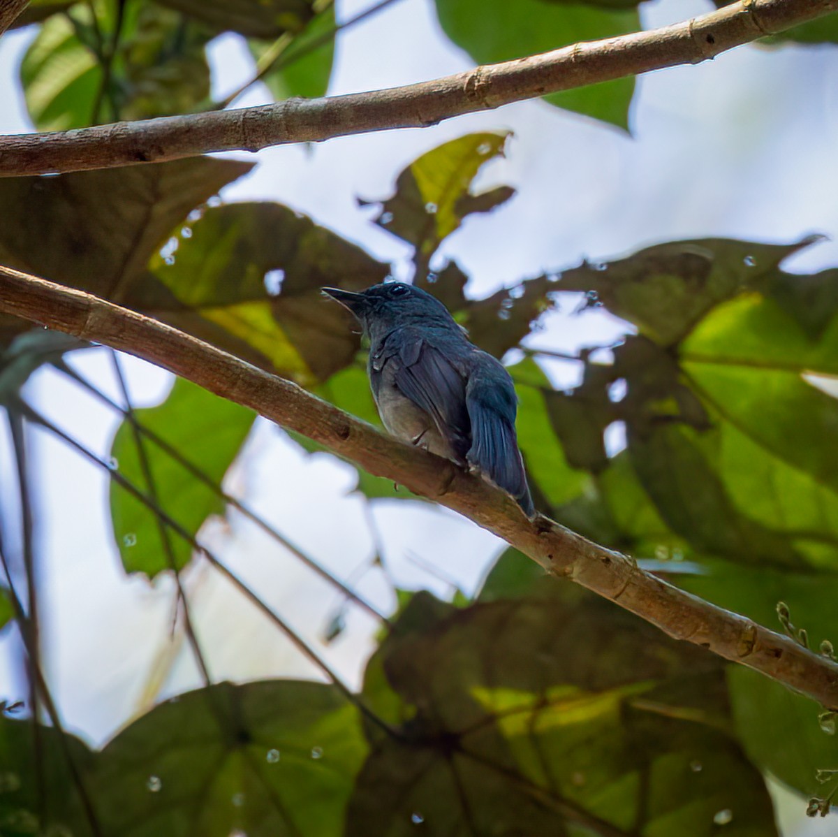 ウスヒメアオヒタキ - ML642323213