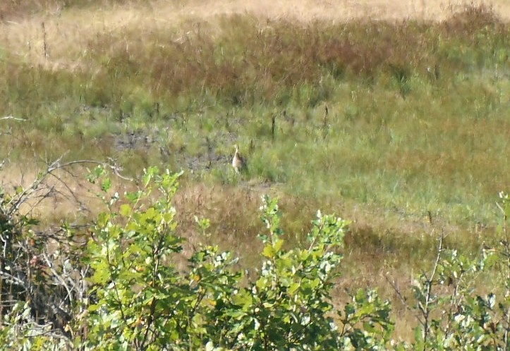 Ring-necked Pheasant - ML642323227