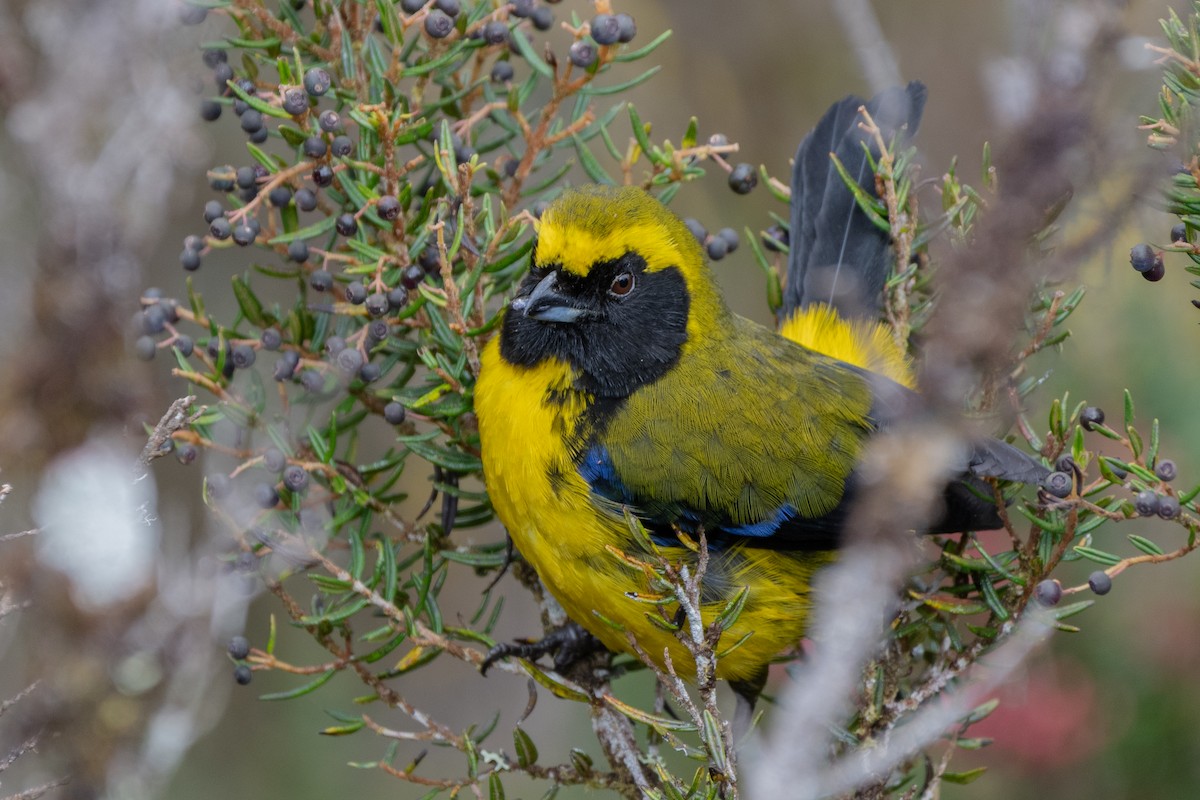 Masked Mountain Tanager - ML642323252