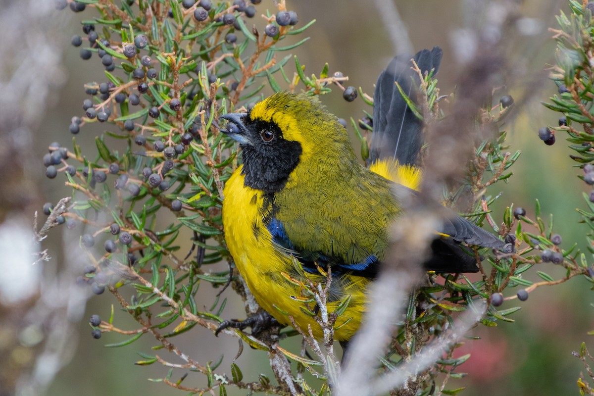 Masked Mountain Tanager - ML642323253