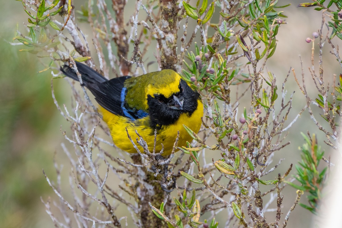 Masked Mountain Tanager - ML642323254