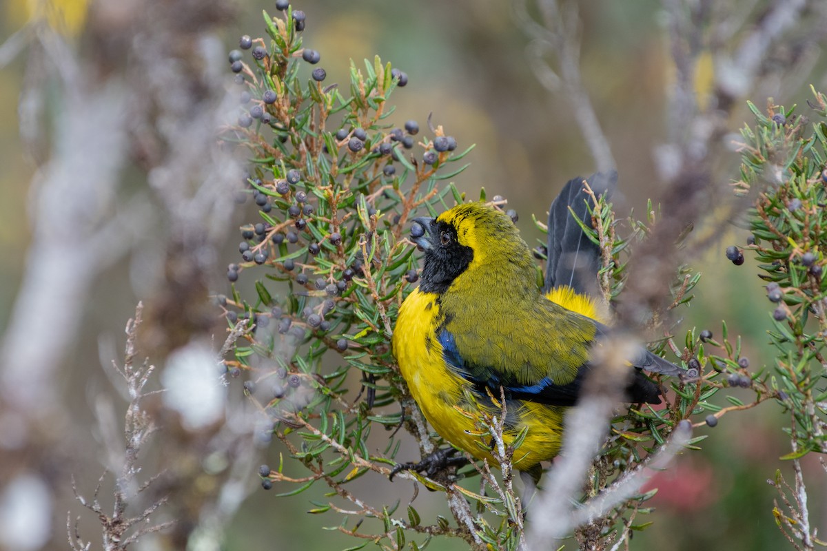 Masked Mountain Tanager - ML642323255