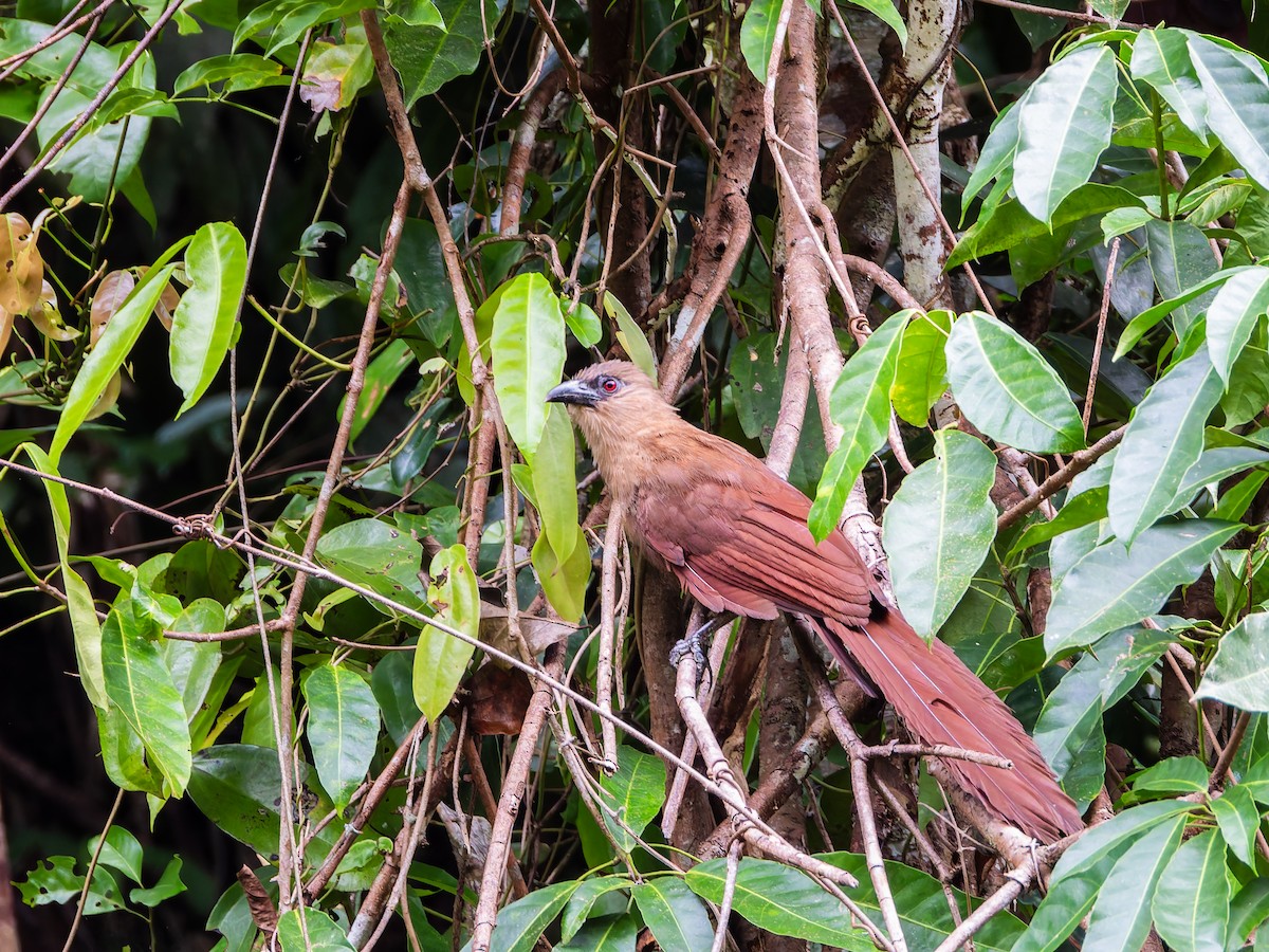 Bay Coucal - ML642323272