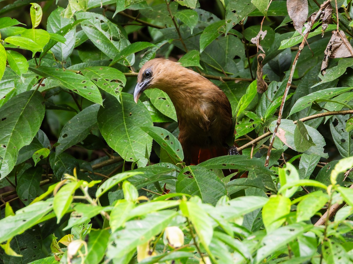 Bay Coucal - ML642323273