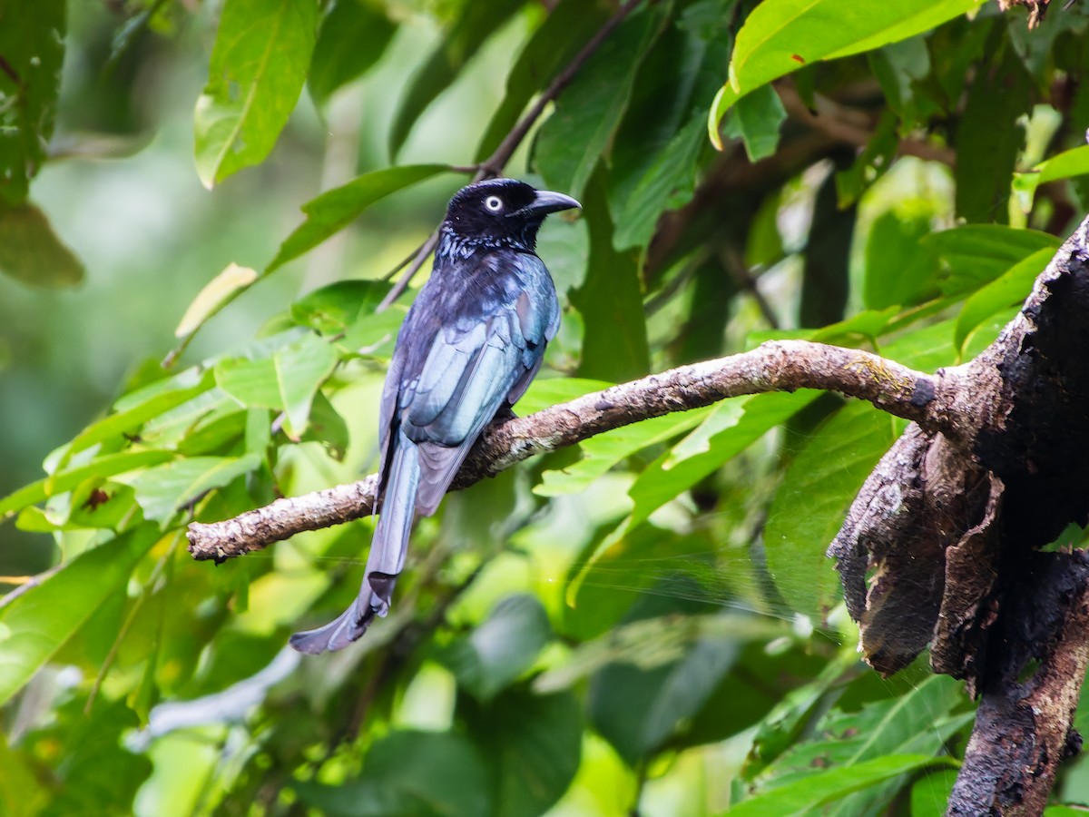 Drongo à crinière (leucops/banggaiensis) - ML642323276