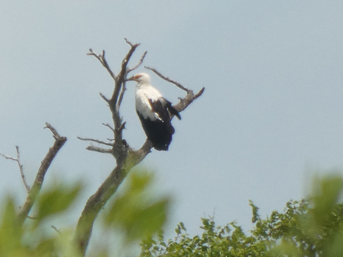 Palm-nut Vulture - ML642323305
