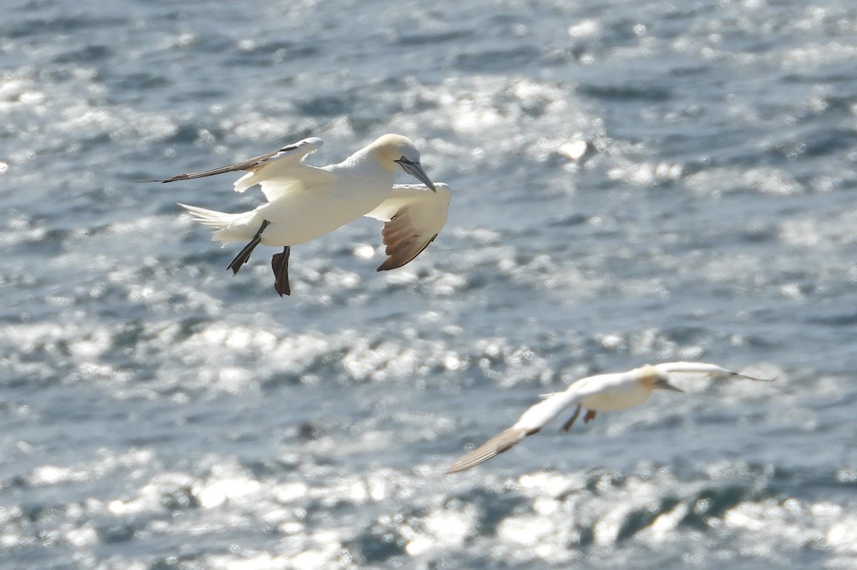 Northern Gannet - ML642323311
