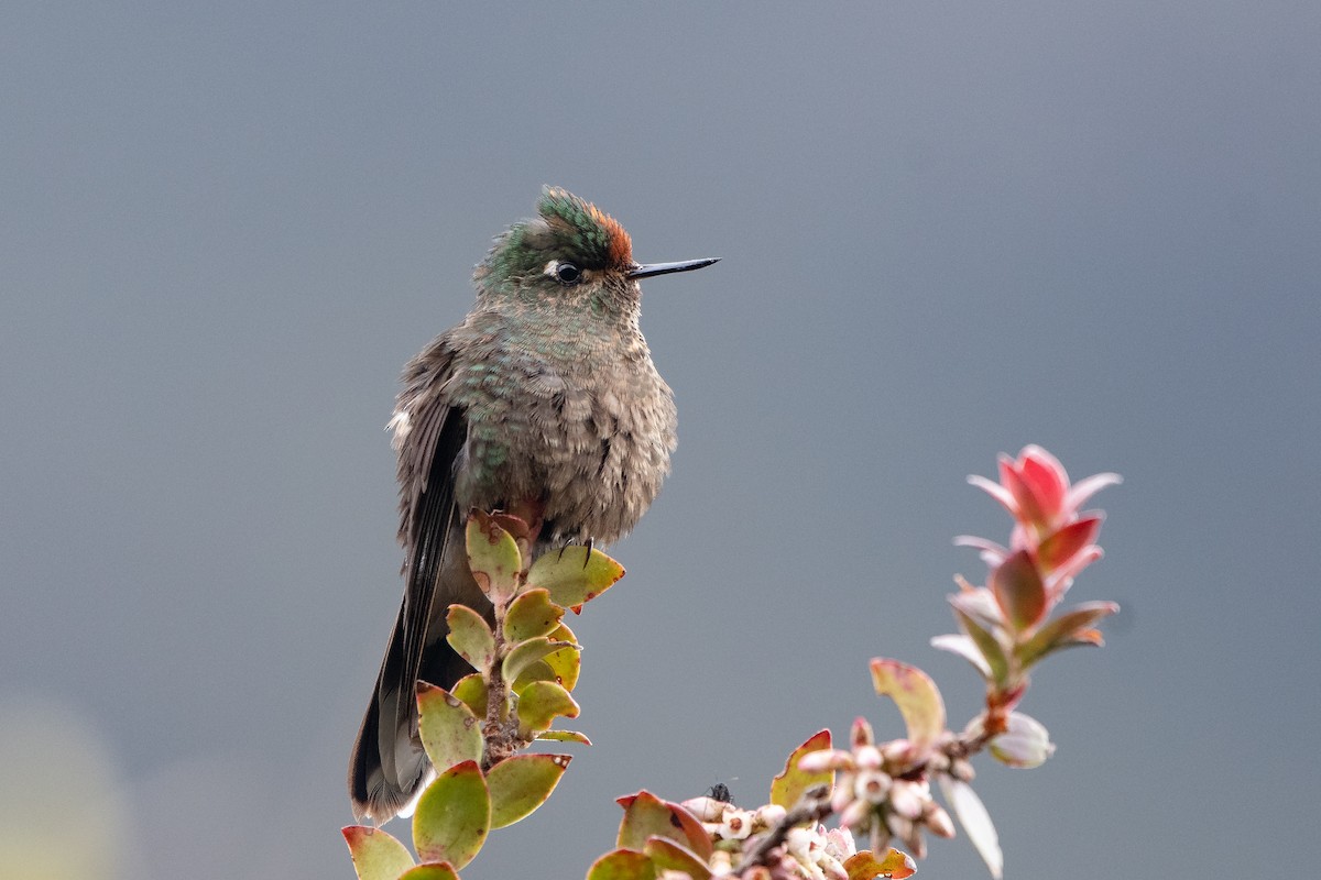 Rainbow-bearded Thornbill - ML642323313