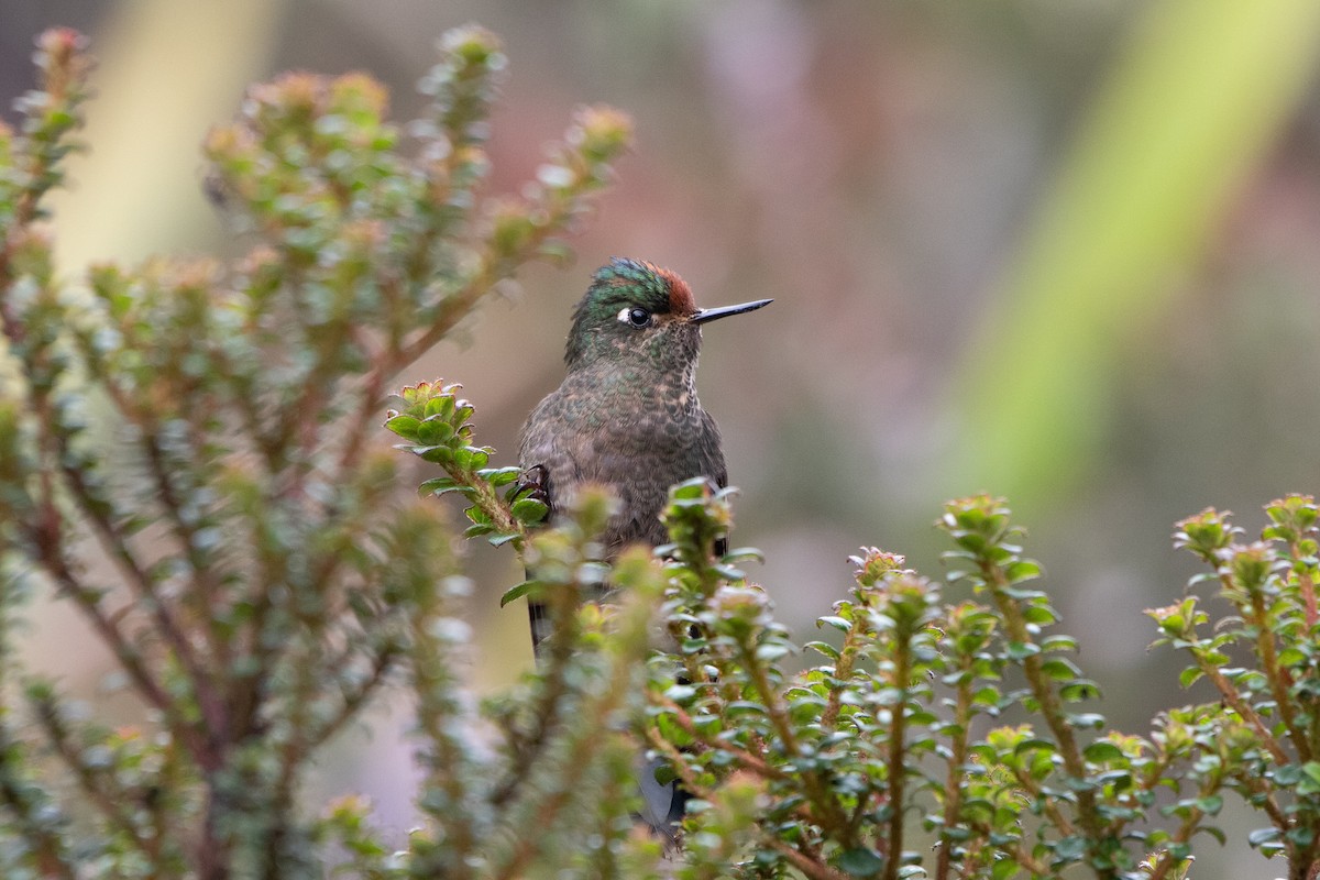 Rainbow-bearded Thornbill - ML642323314