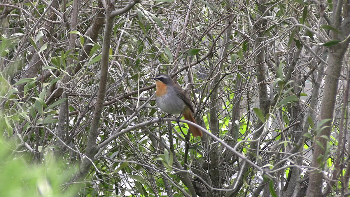 Cape Robin-Chat - ML642323326