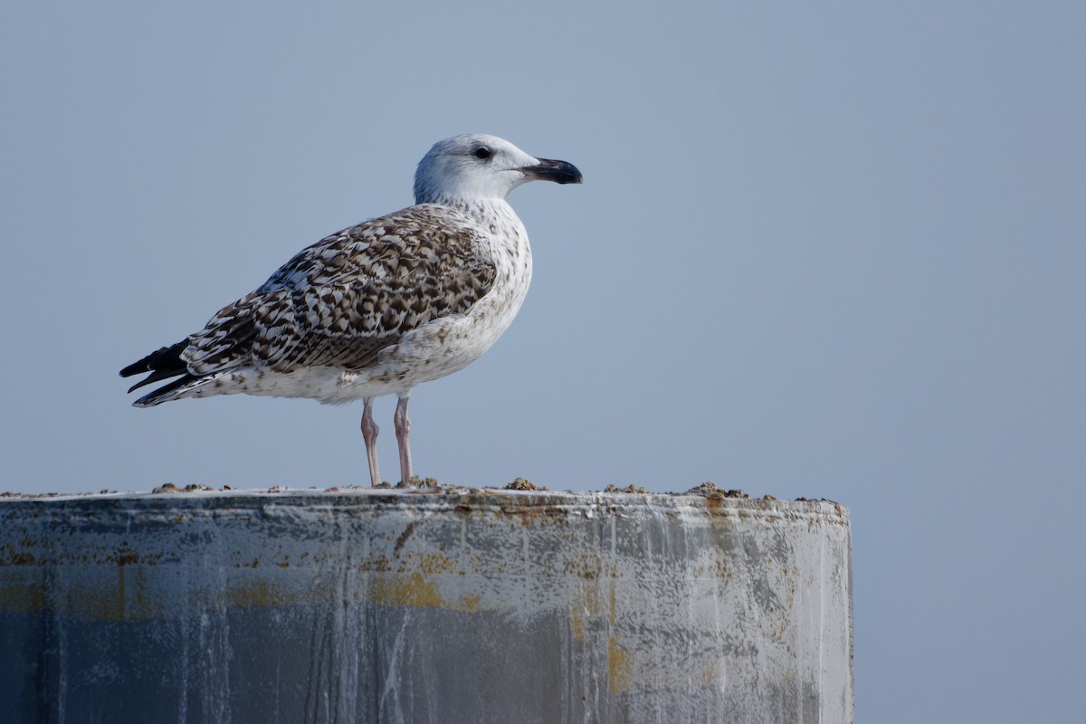 Great Black-backed Gull - ML642323337