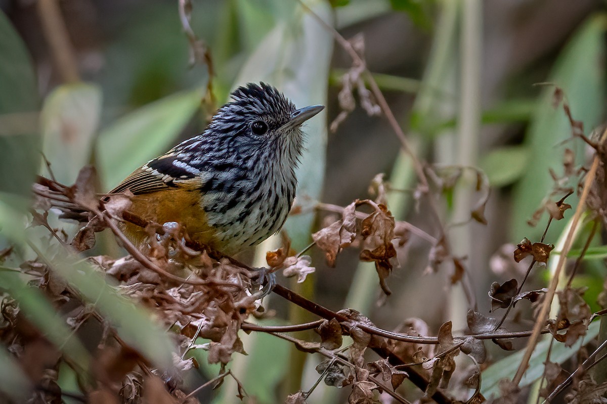 East Andean Antbird - ML642323363