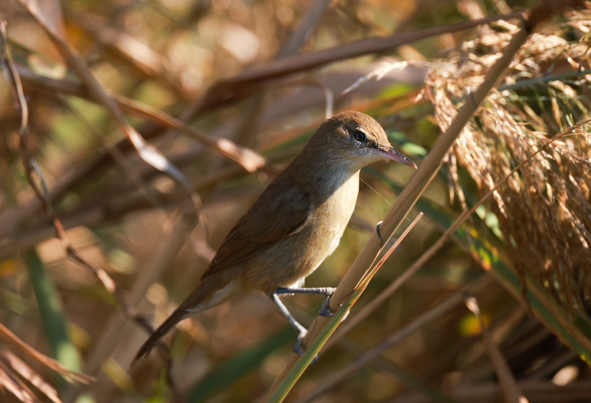 Clamorous Reed Warbler - ML642323396