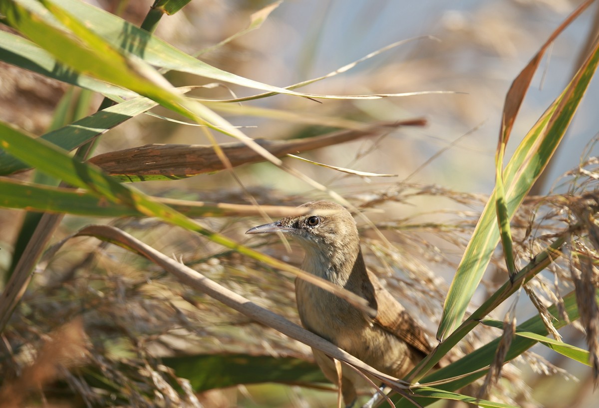 Clamorous Reed Warbler - ML642323397