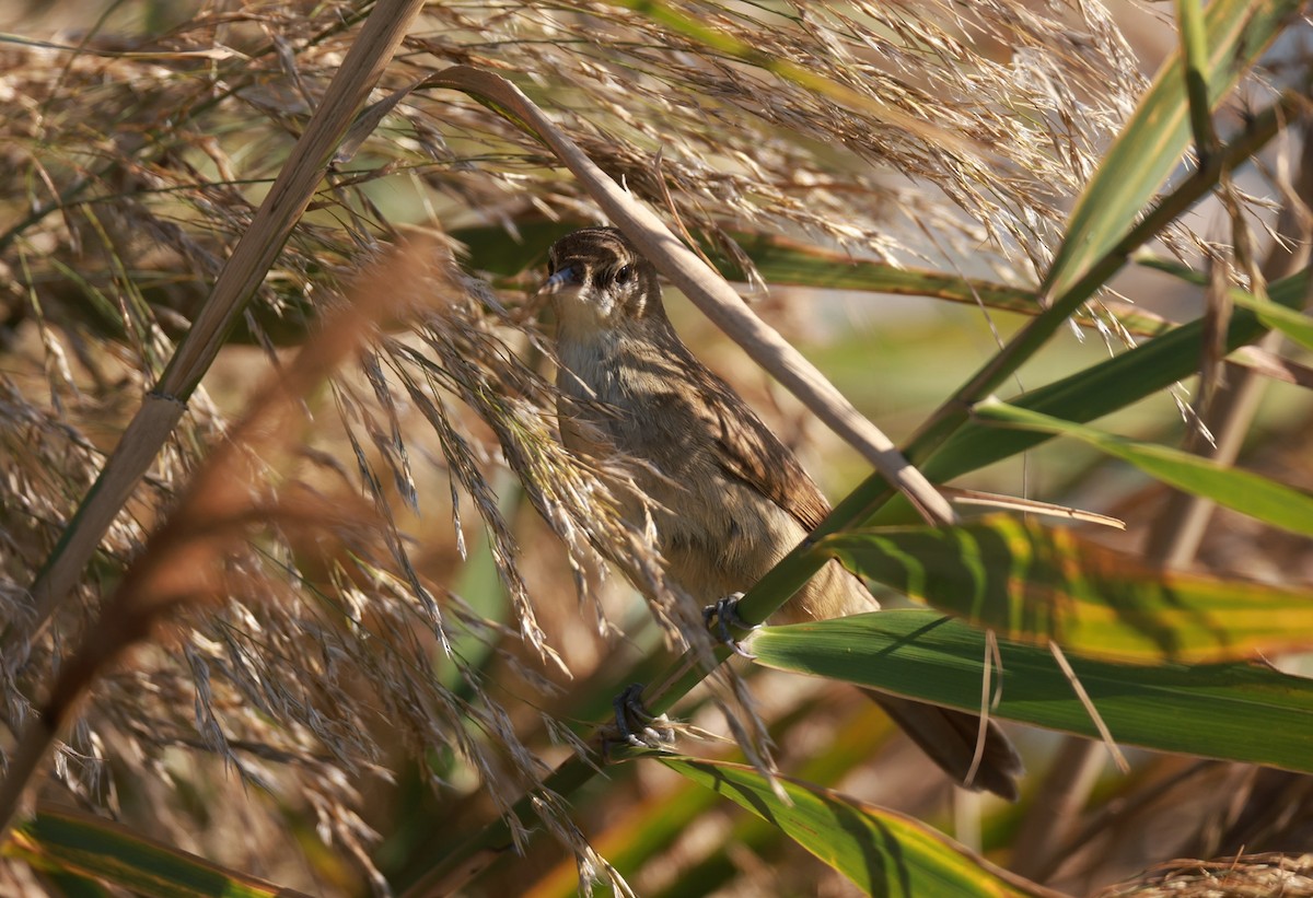 Clamorous Reed Warbler - ML642323398