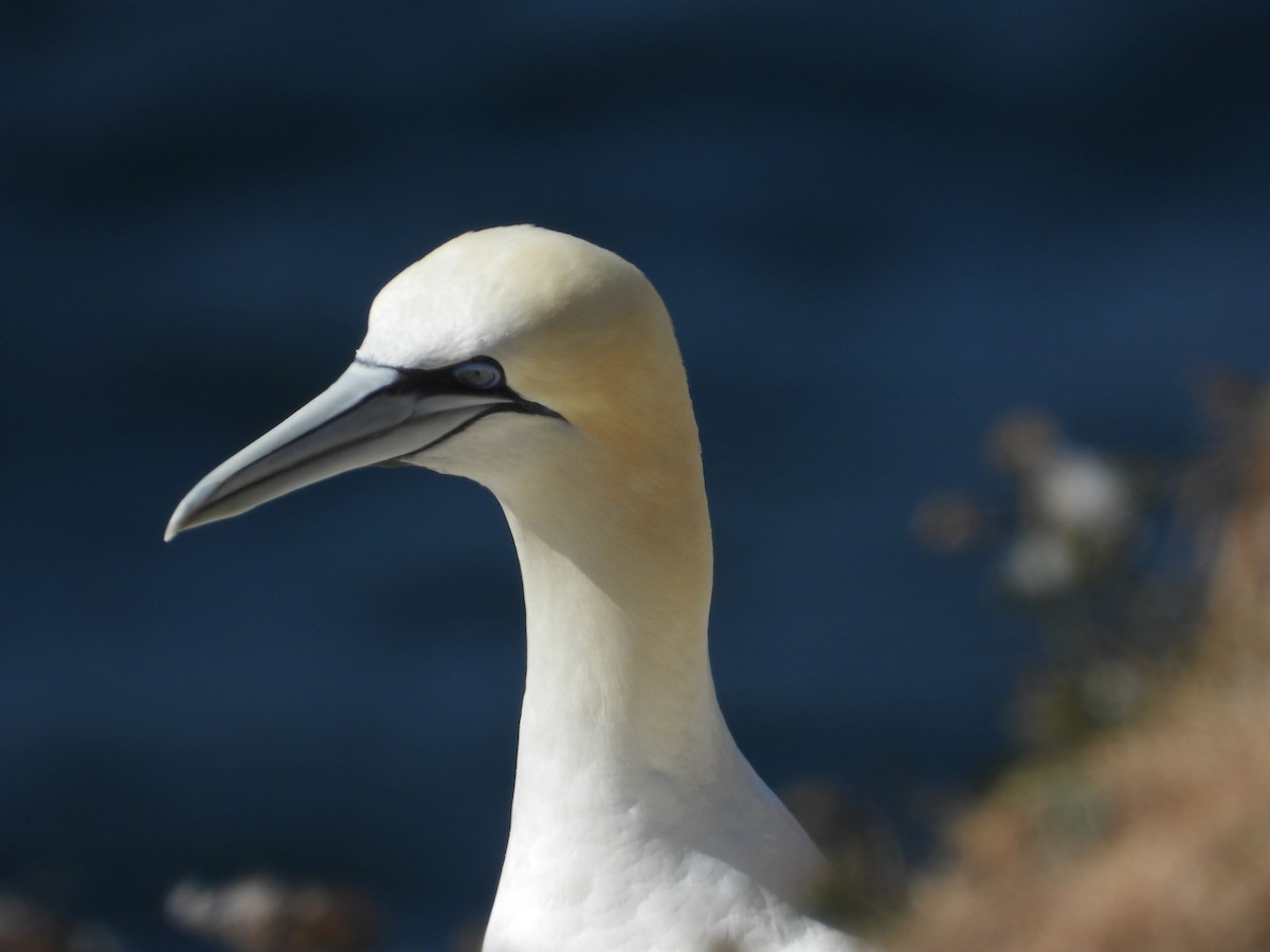 Northern Gannet - ML642323412