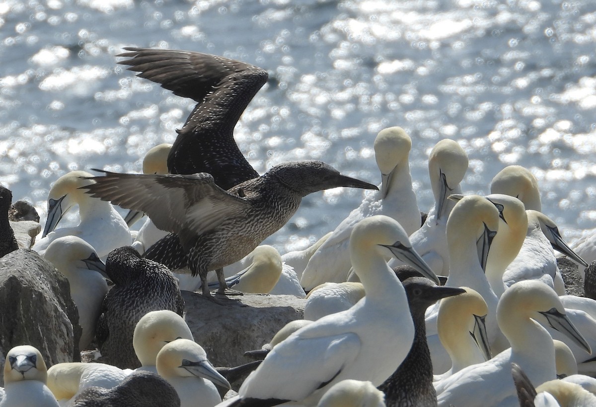 Northern Gannet - ML642323413