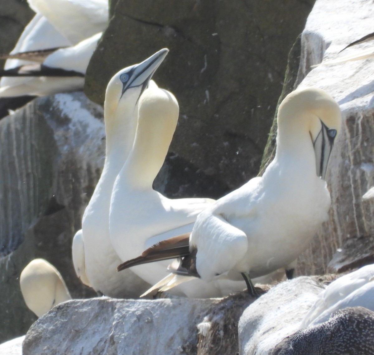 Northern Gannet - ML642323414