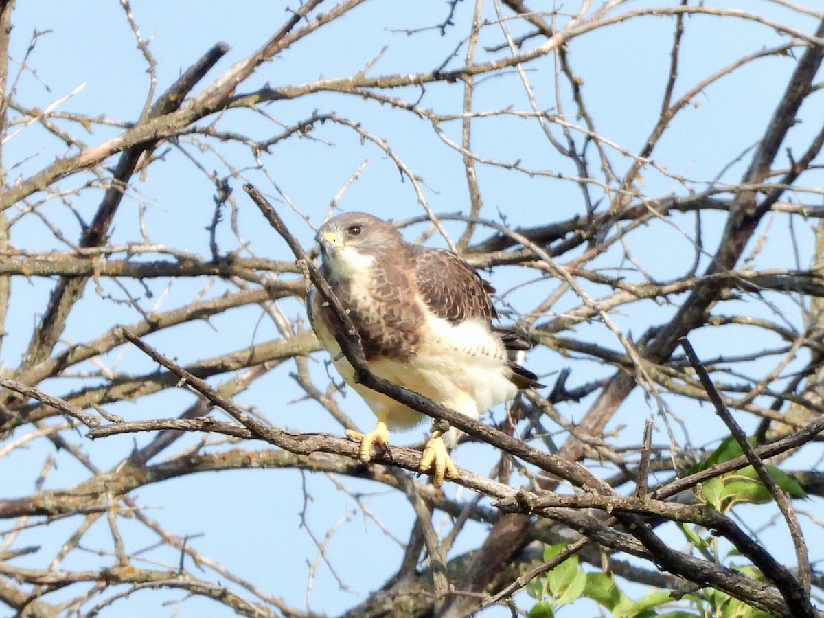 Swainson's Hawk - ML642323425