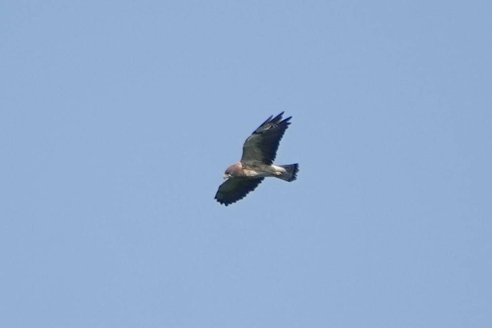 Swainson's Hawk - ML642323426