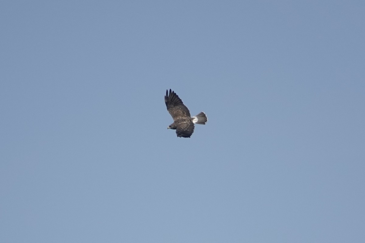 Swainson's Hawk - ML642323427