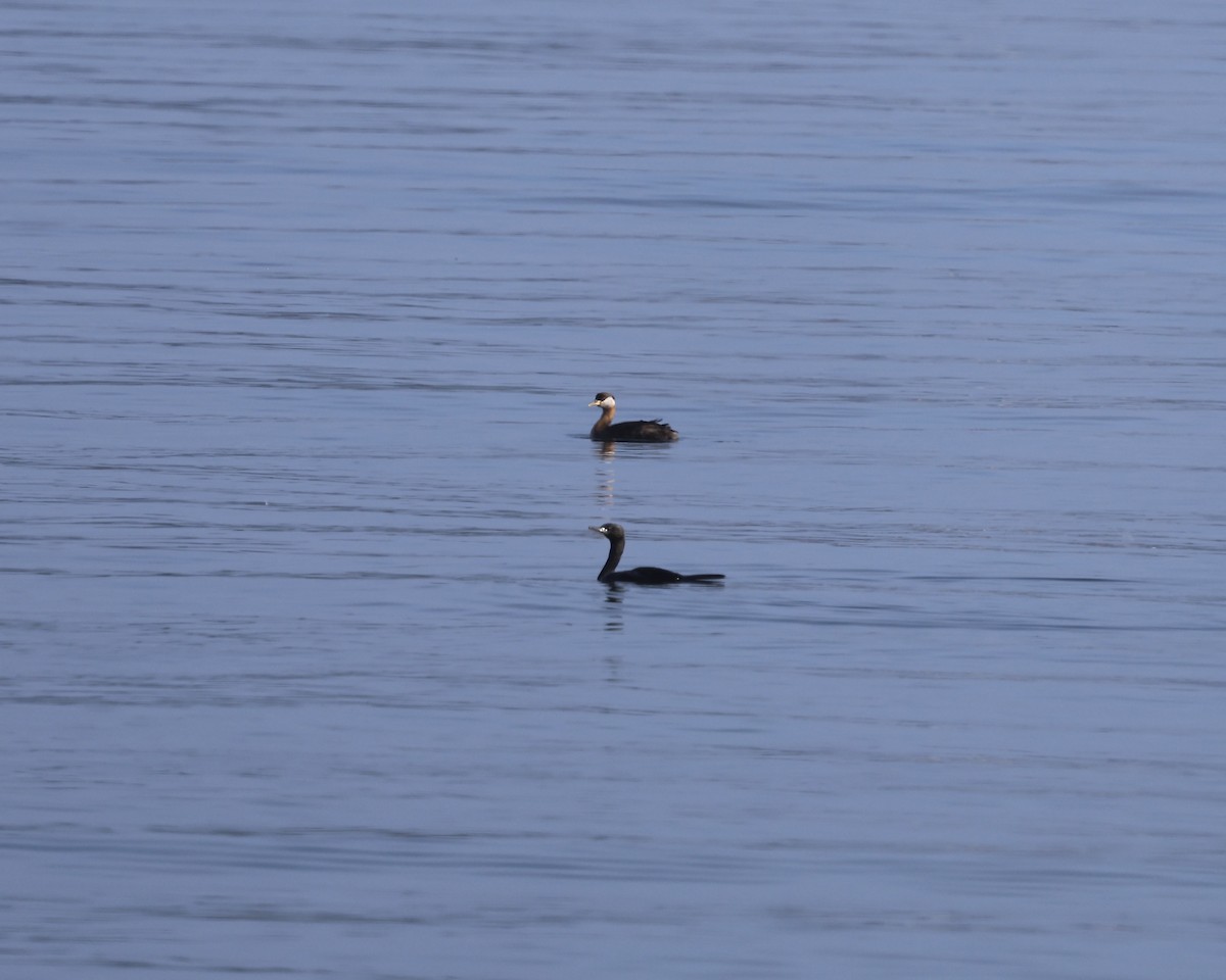 Red-necked Grebe - ML642323428