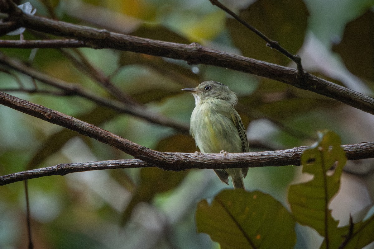 Double-banded Pygmy-Tyrant - ML642323452