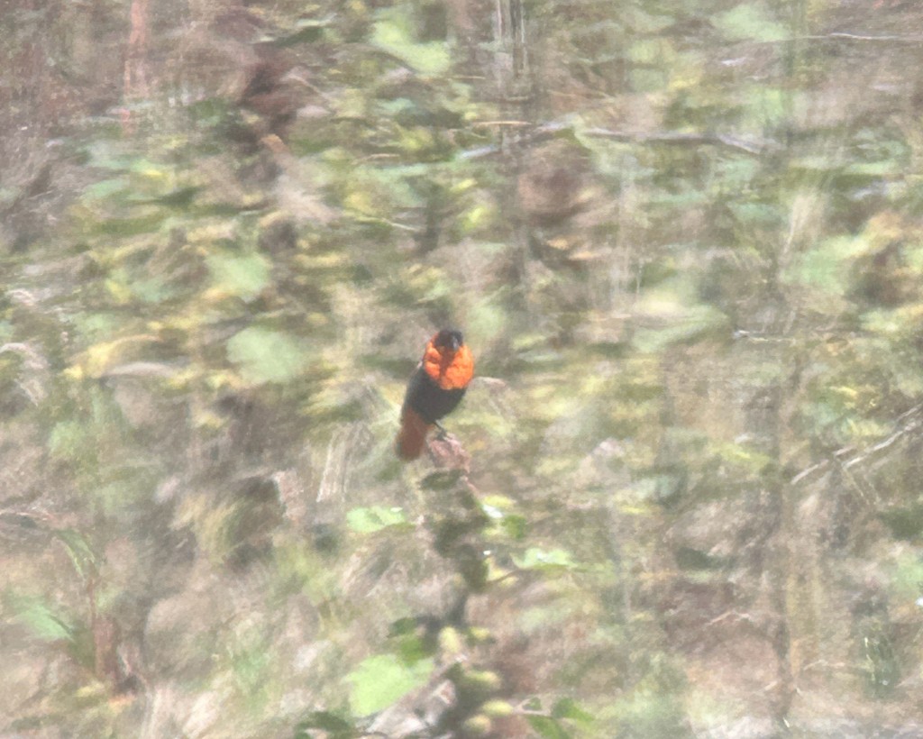 Northern Red Bishop - ML642323465