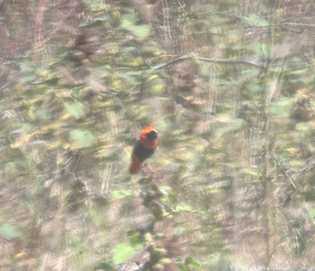 Northern Red Bishop - ML642323466