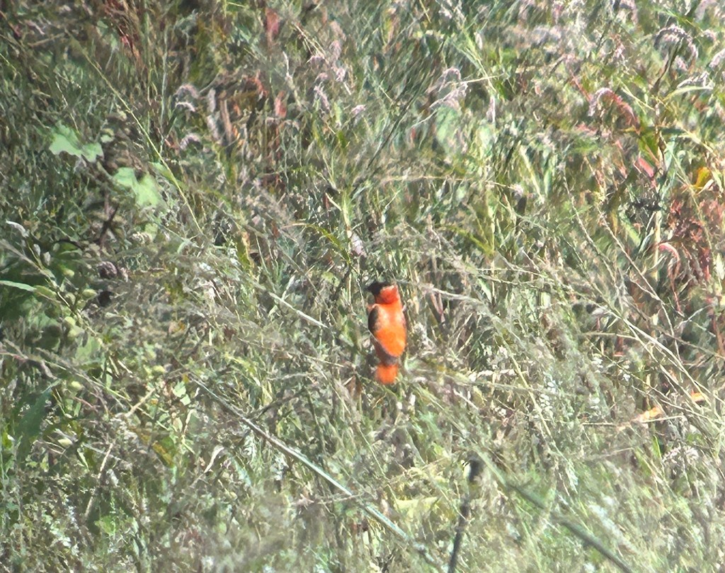 Northern Red Bishop - ML642323467
