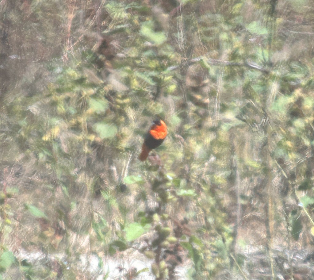 Northern Red Bishop - ML642323468