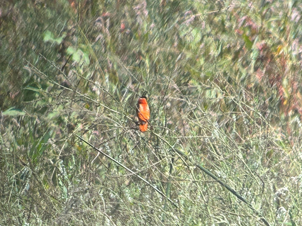 Northern Red Bishop - ML642323469