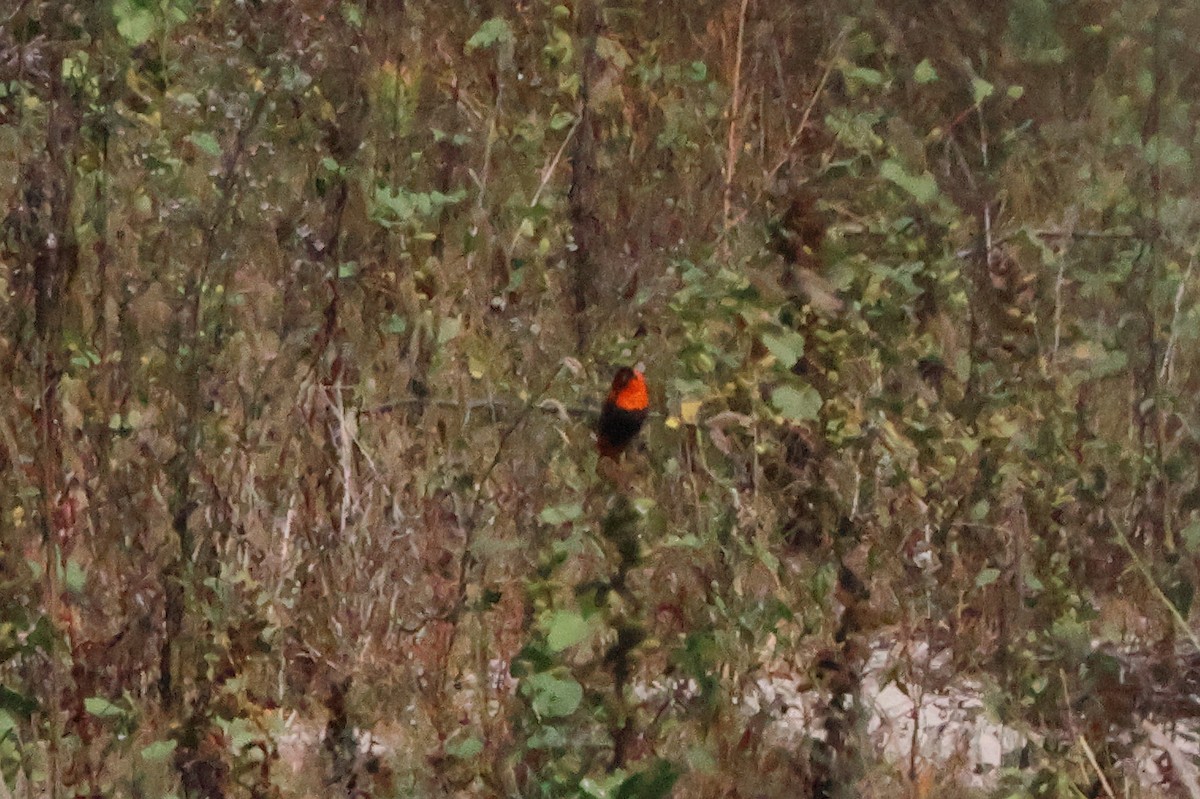 Northern Red Bishop - ML642323471