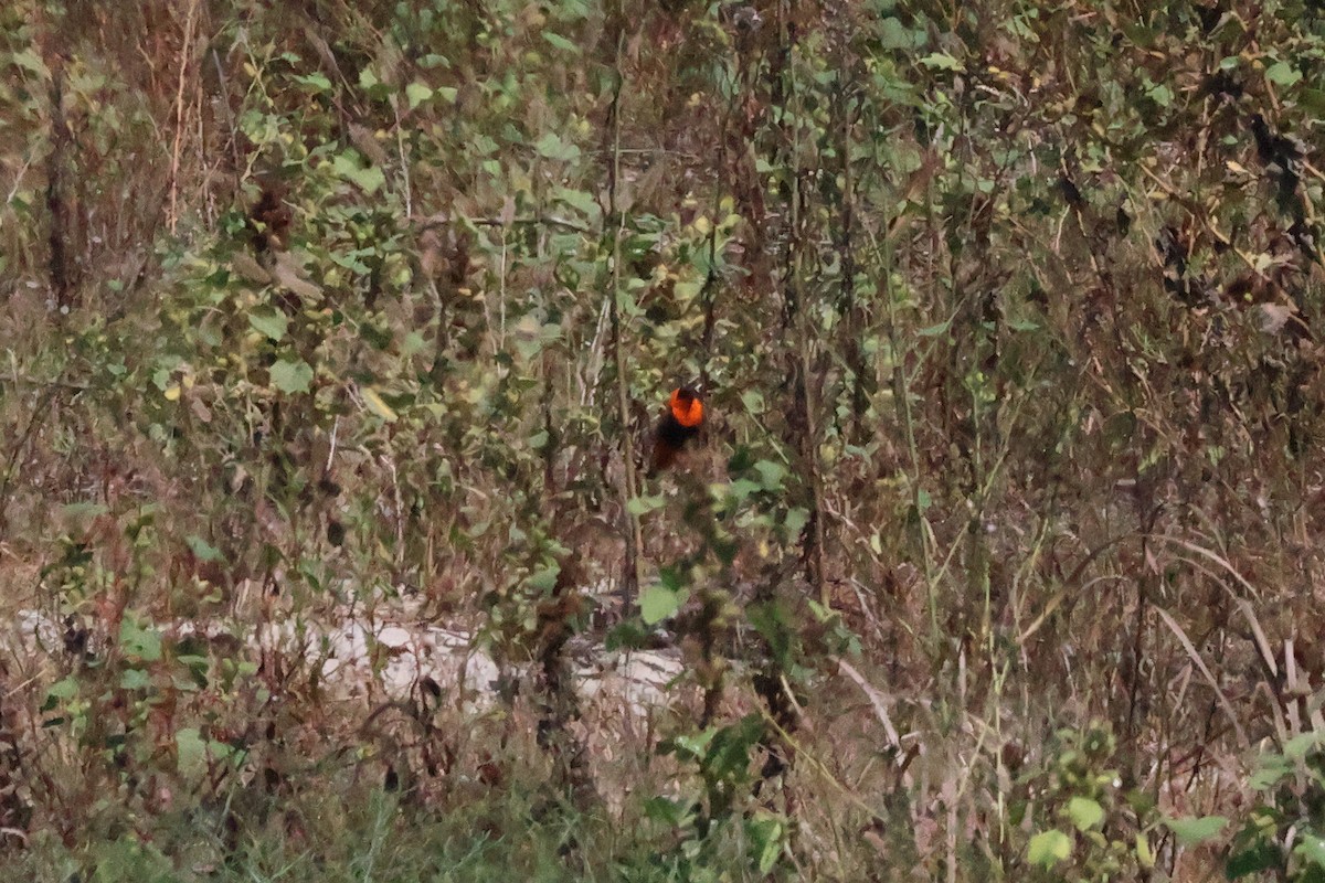 Northern Red Bishop - ML642323472