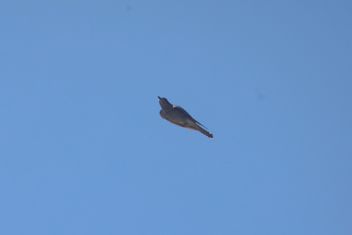 Pallid Cuckoo - ML642323477