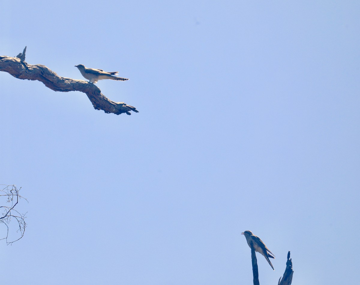 Pallid Cuckoo - ML642323478