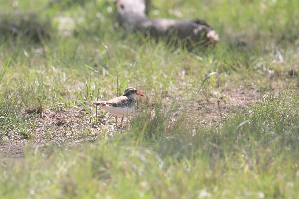 Black-fronted Dotterel - ML642323481