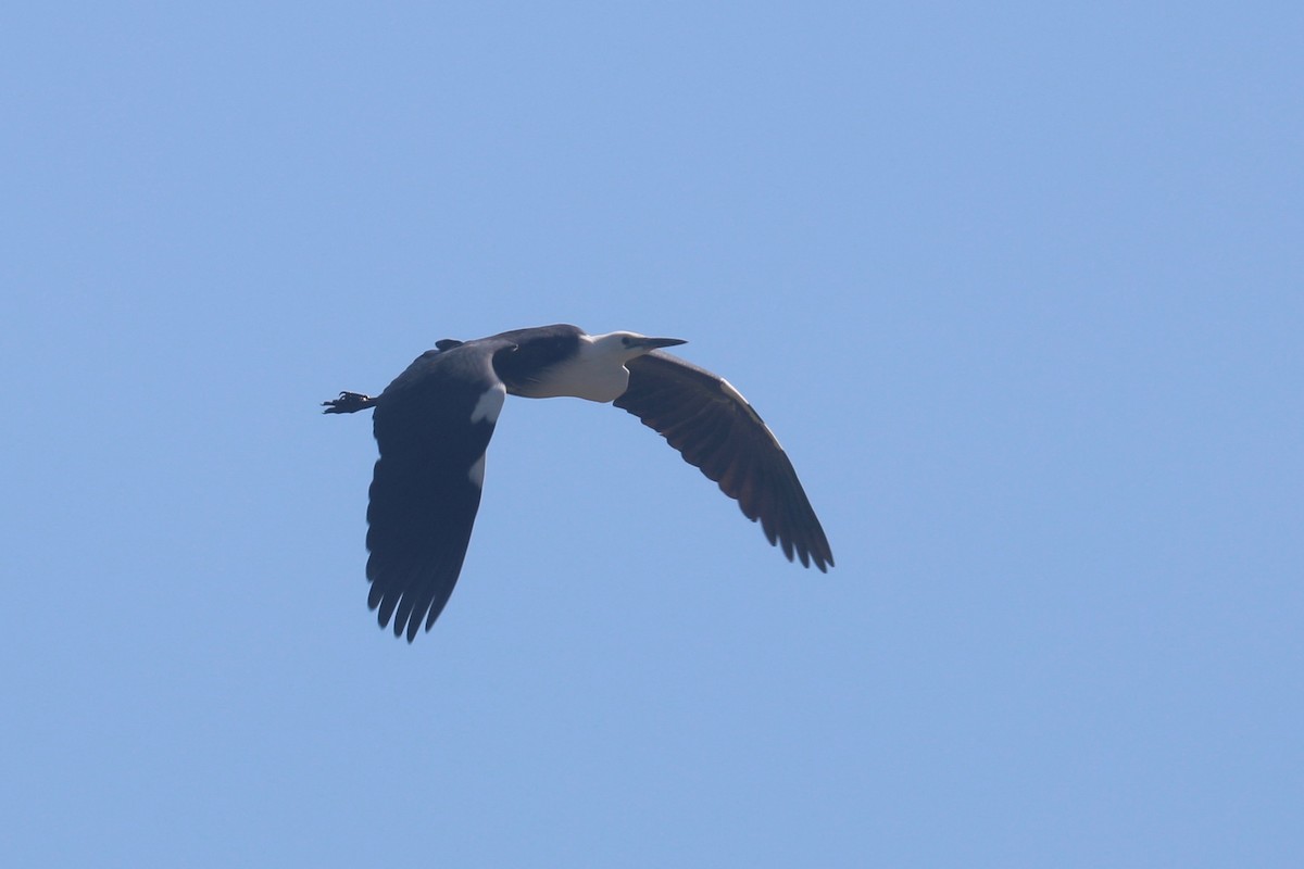 Pacific Heron - ML642323483