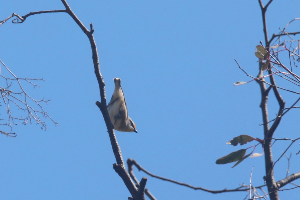 Striated Pardalote - ML642323487