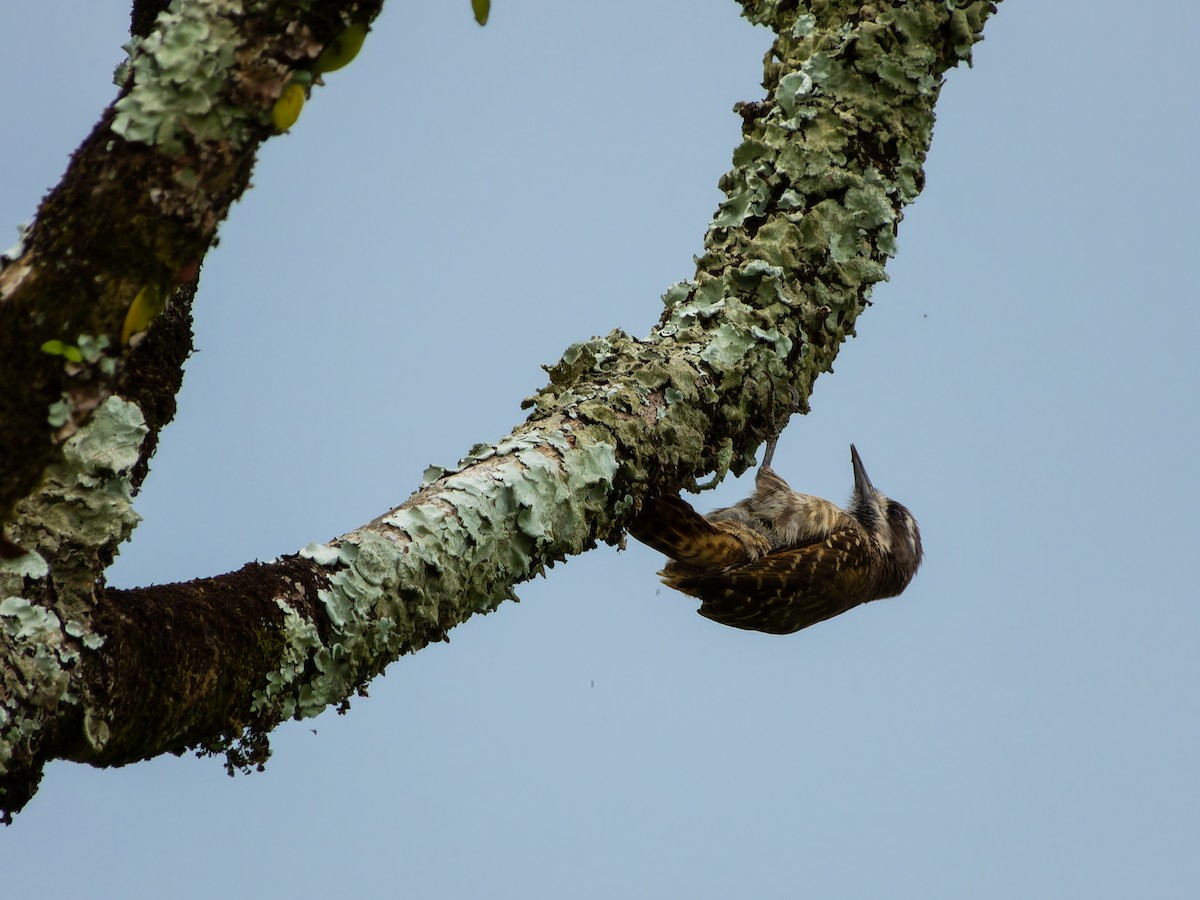 Sulawesi Pygmy Woodpecker - ML642323519